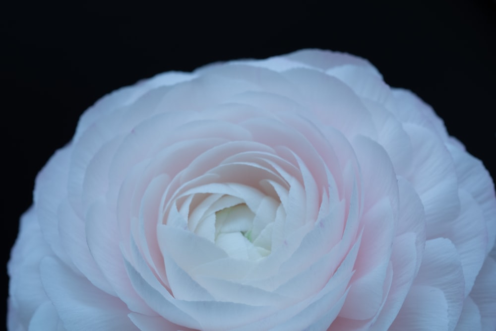 a large white flower with a black background