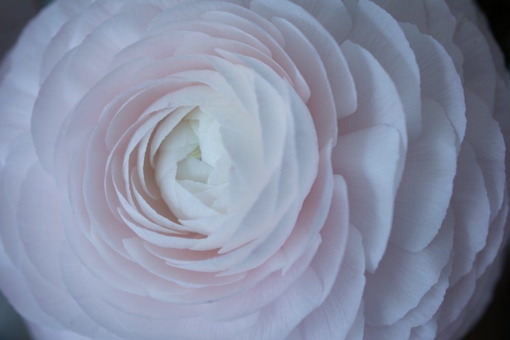 a close up of a large pink flower