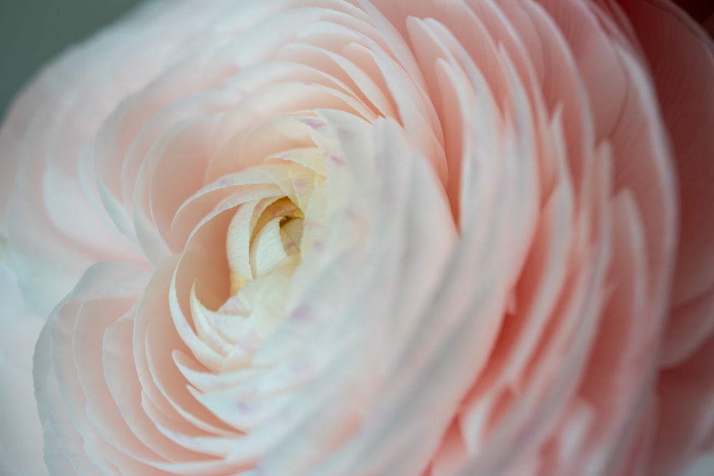 a large pink flower with a white center