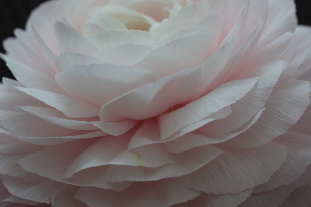 a close up of a pink flower on a black background