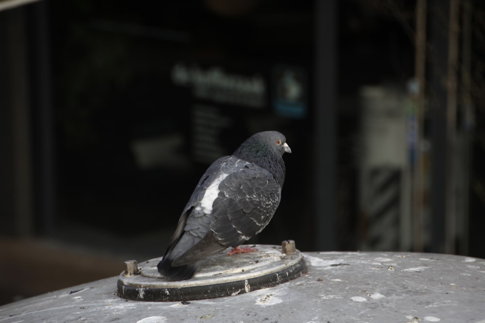 a pigeon sitting on top of a metal object