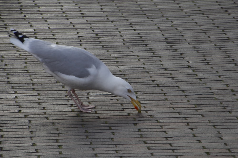 a seagull eating a piece of food on the ground