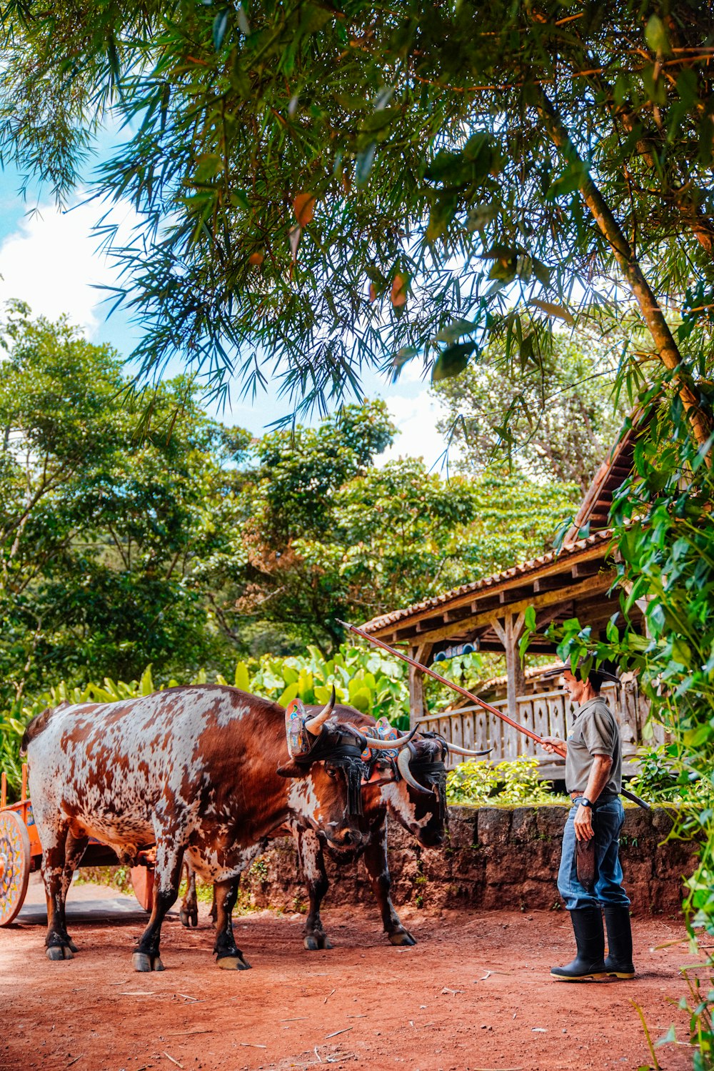 a man standing next to a brown and white cow