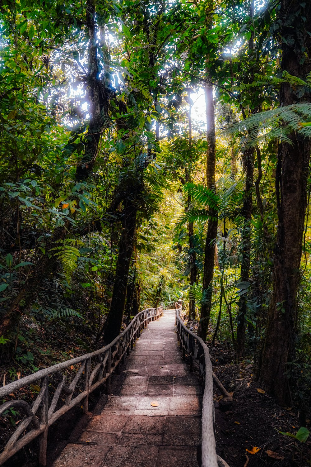 a wooden bridge in the middle of a forest