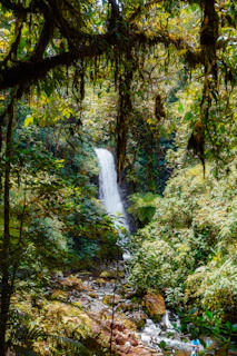 Lush tropical forest canopy with vibrant green leaves and a glimpse of a waterfall.