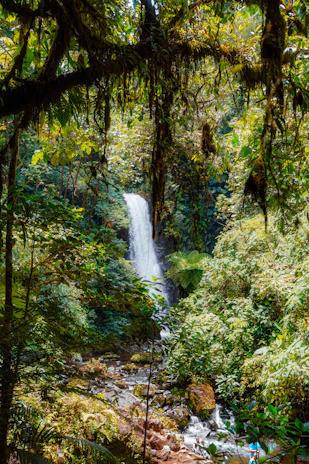Lush tropical forest canopy with vibrant green leaves and a glimpse of a waterfall.