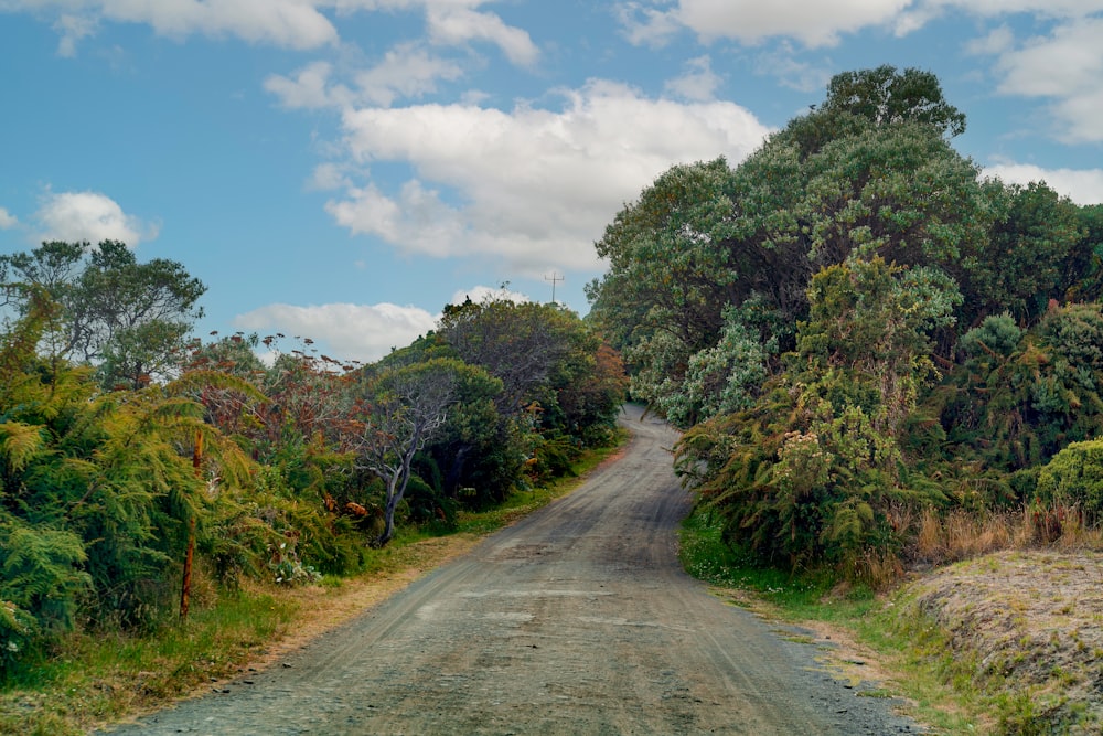 a dirt road surrounded by trees and bushes