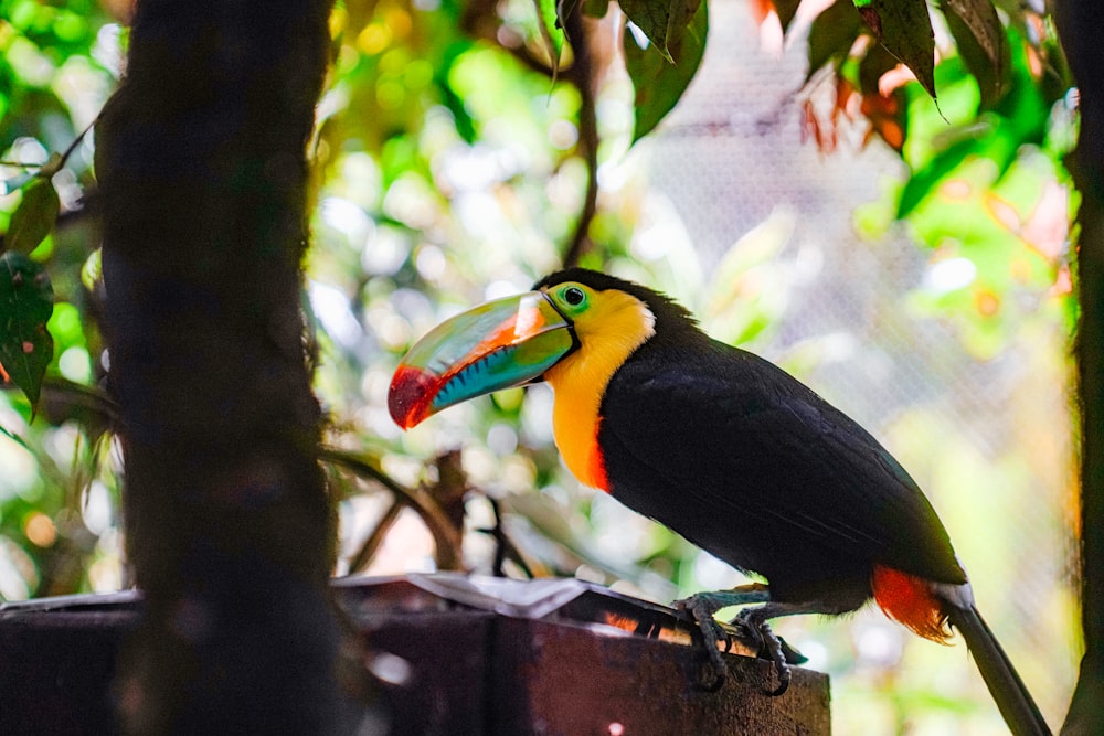 a colorful toucan perched on a tree branch