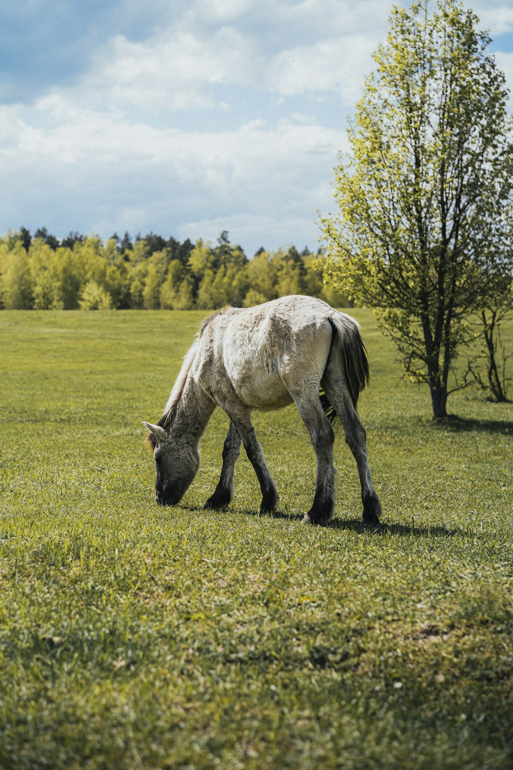 a horse grazing in a field with trees in the background