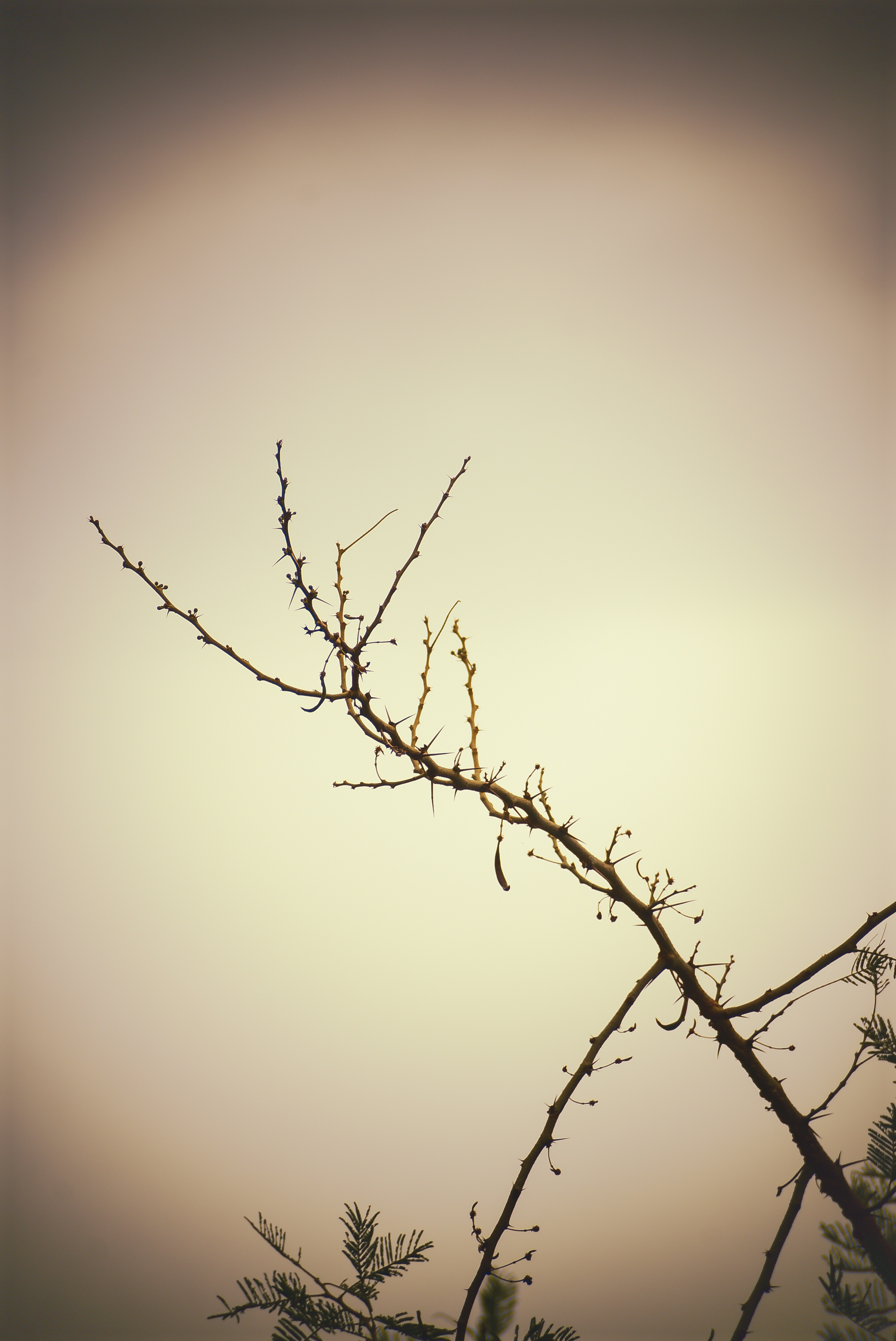 Photo by stevecameup