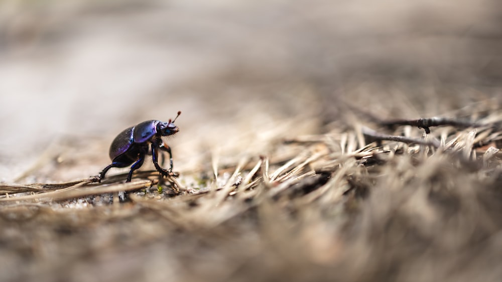 a bug walking across a leaf covered ground