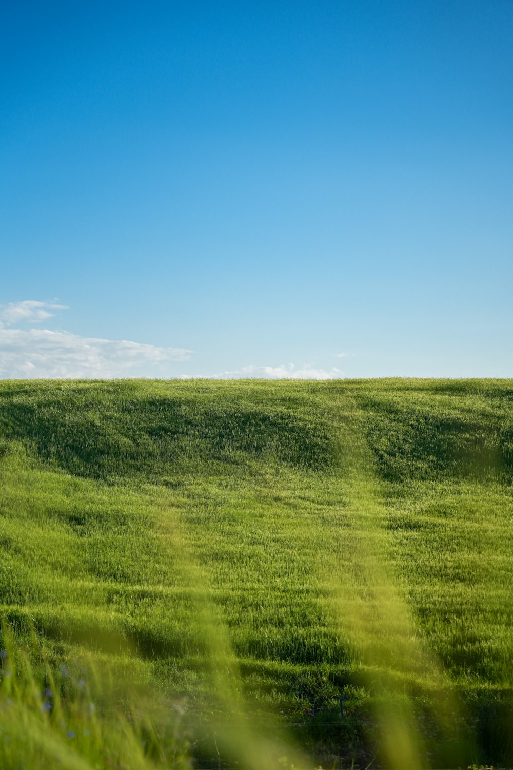 a lone tree in a grassy field under a blue sky