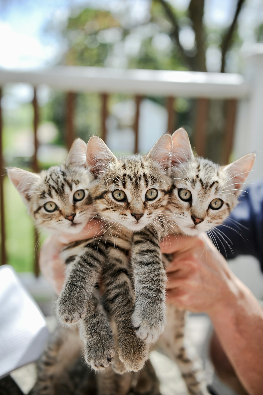 a man holding two kittens up to the camera