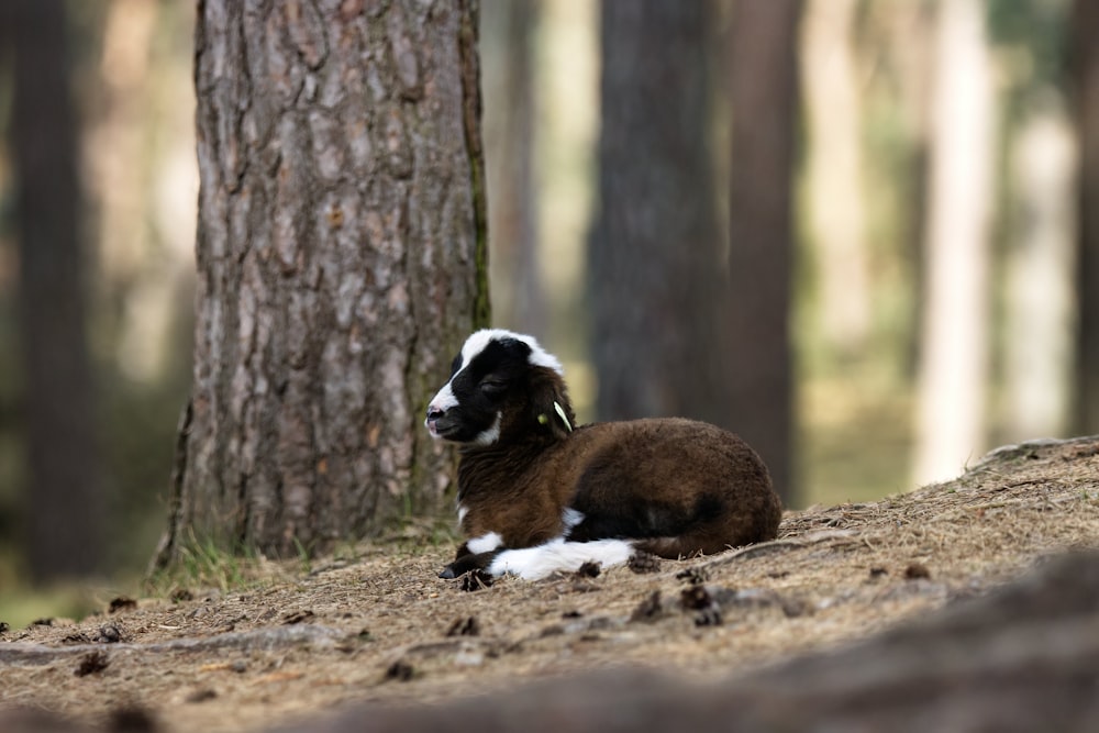 a black and white sheep laying in a forest