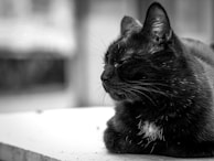 A black cat is resting on a flat surface, its eyes partially closed, appearing relaxed and content. The fur is sleek with slight reflections and a few white hairs on the chest area. The background is blurred, emphasizing the cat's calm demeanor.