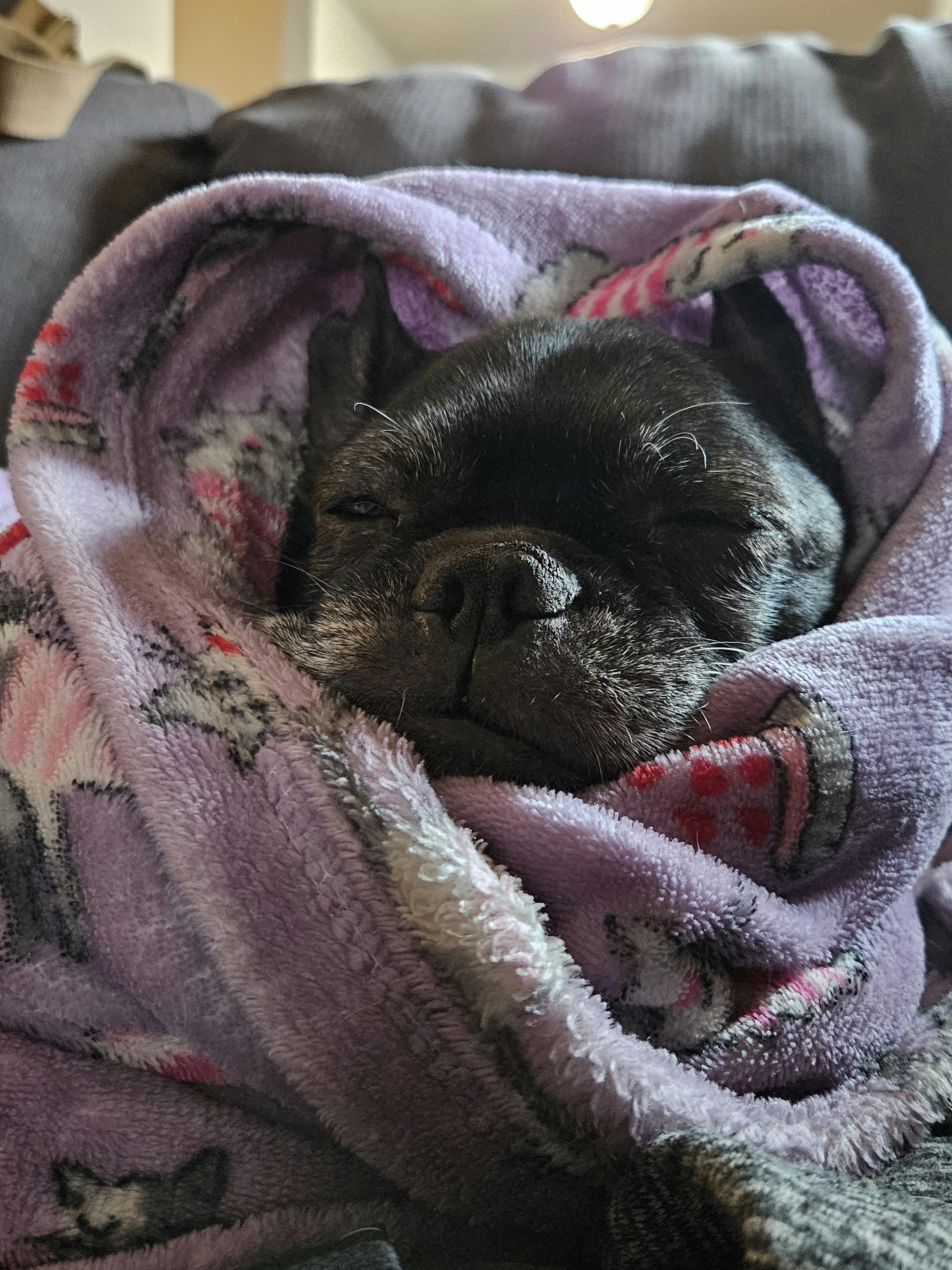 Mercedes Dog Bed