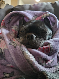 A cozy pet bed with a sleeping dog wrapped in a soft blanket.