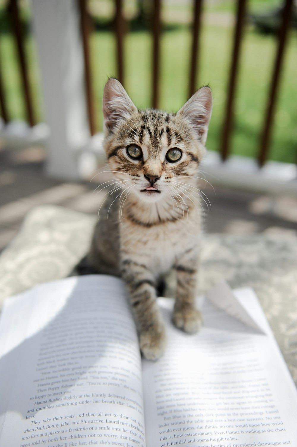 a small kitten sitting on top of an open book