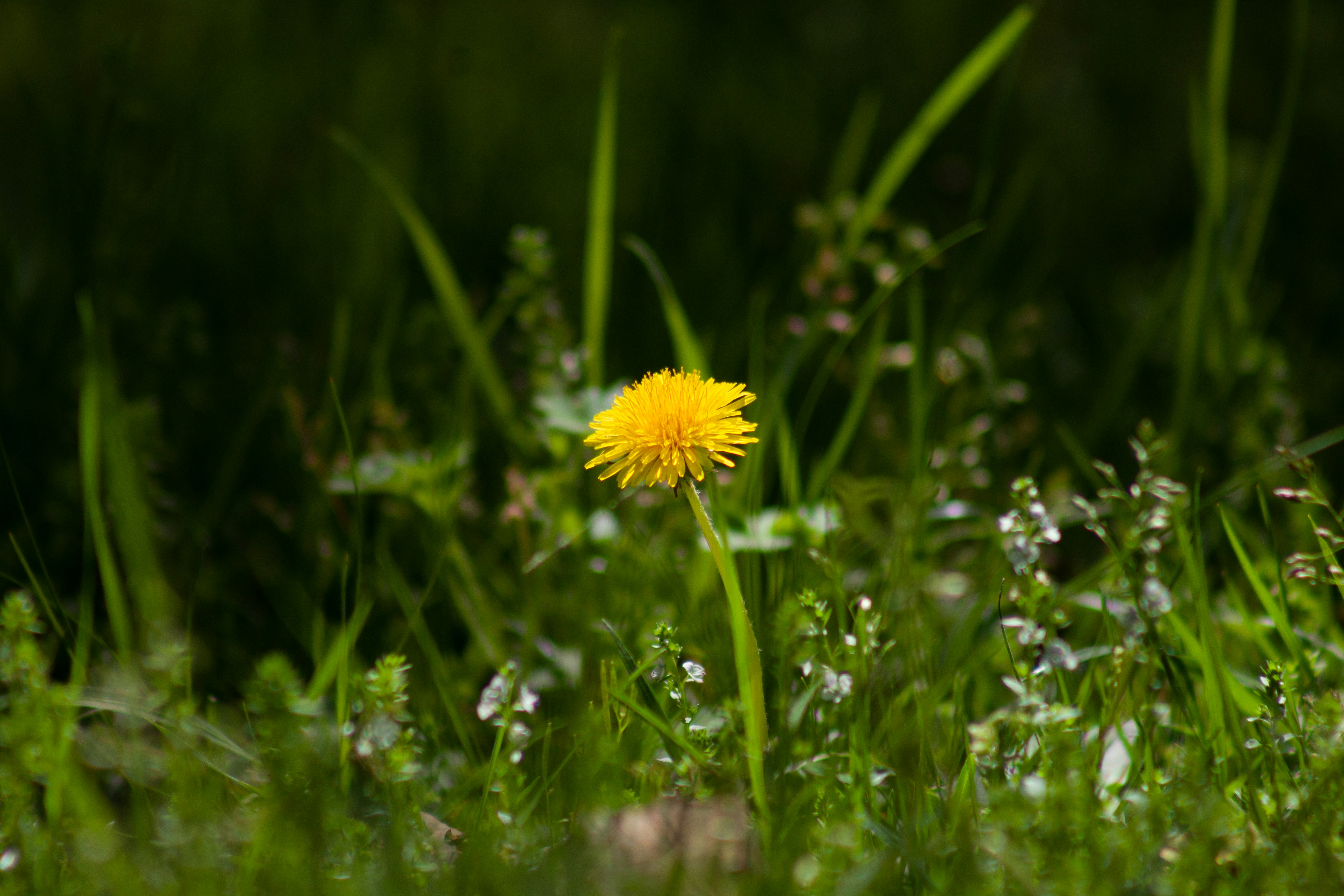 Photo by superfluousfacsimile