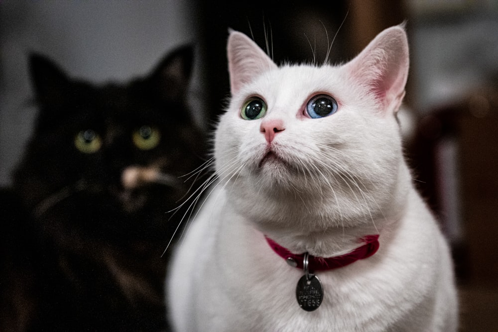 a black and white cat and a white and black cat