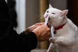 A cat gently pawing at a treat held by a smiling owner on a cozy couch.
