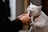 A playful cat enjoying a training session with a caregiver.