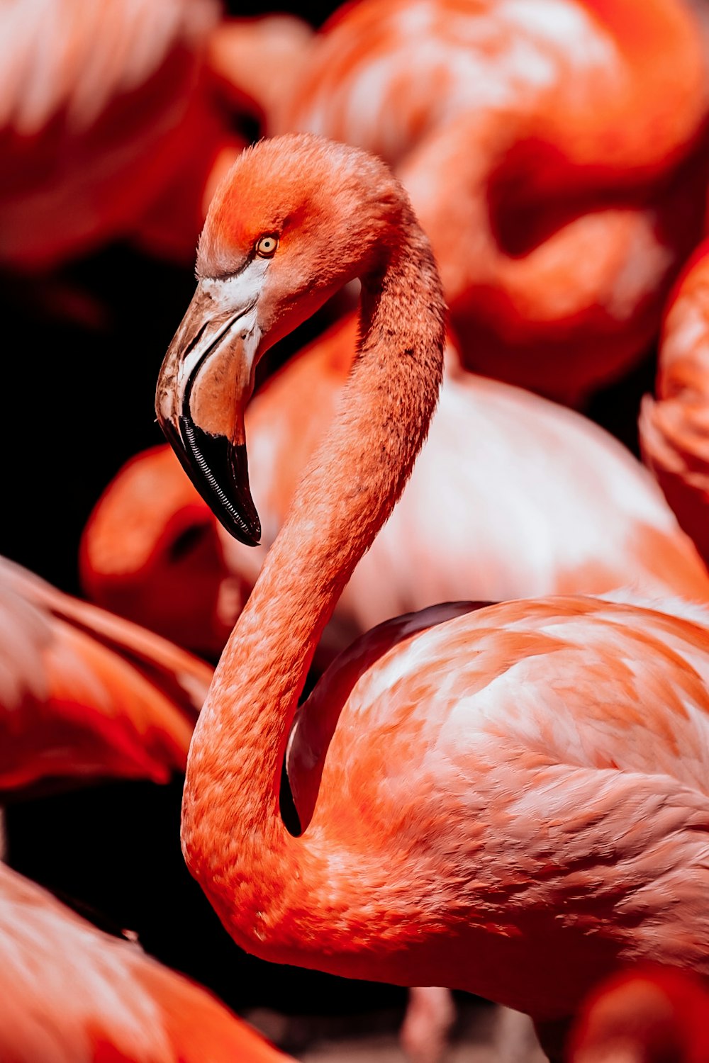 a group of flamingos standing next to each other