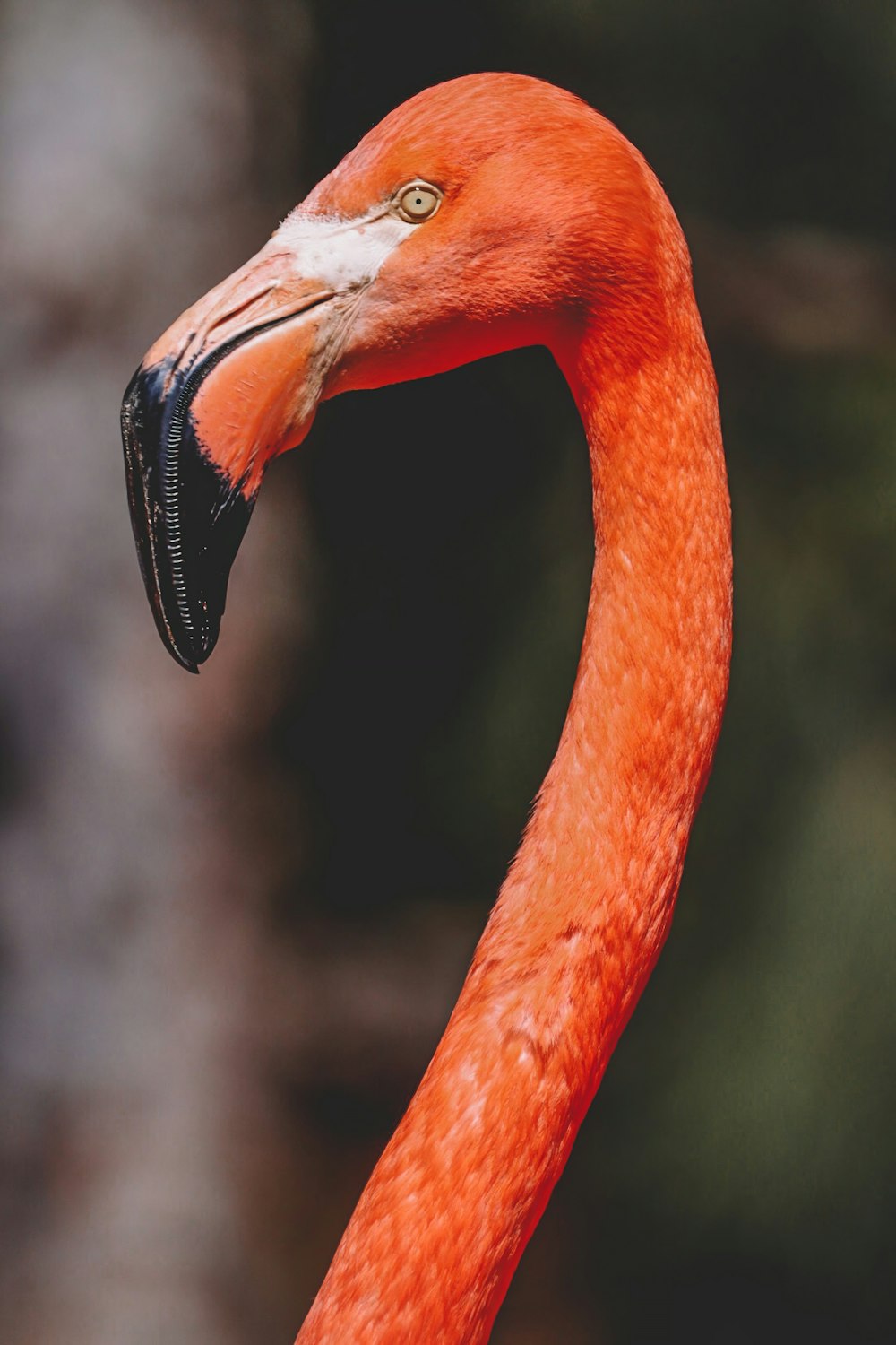 a close up of a flamingo with a blurry background