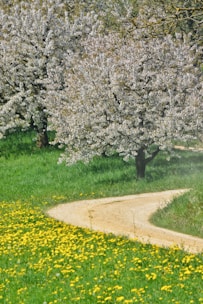 a person walking down a dirt road next to a tree filled with flowers
