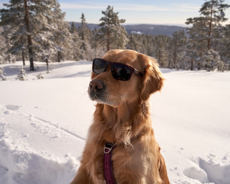 Golden retriever wearing sunglasses