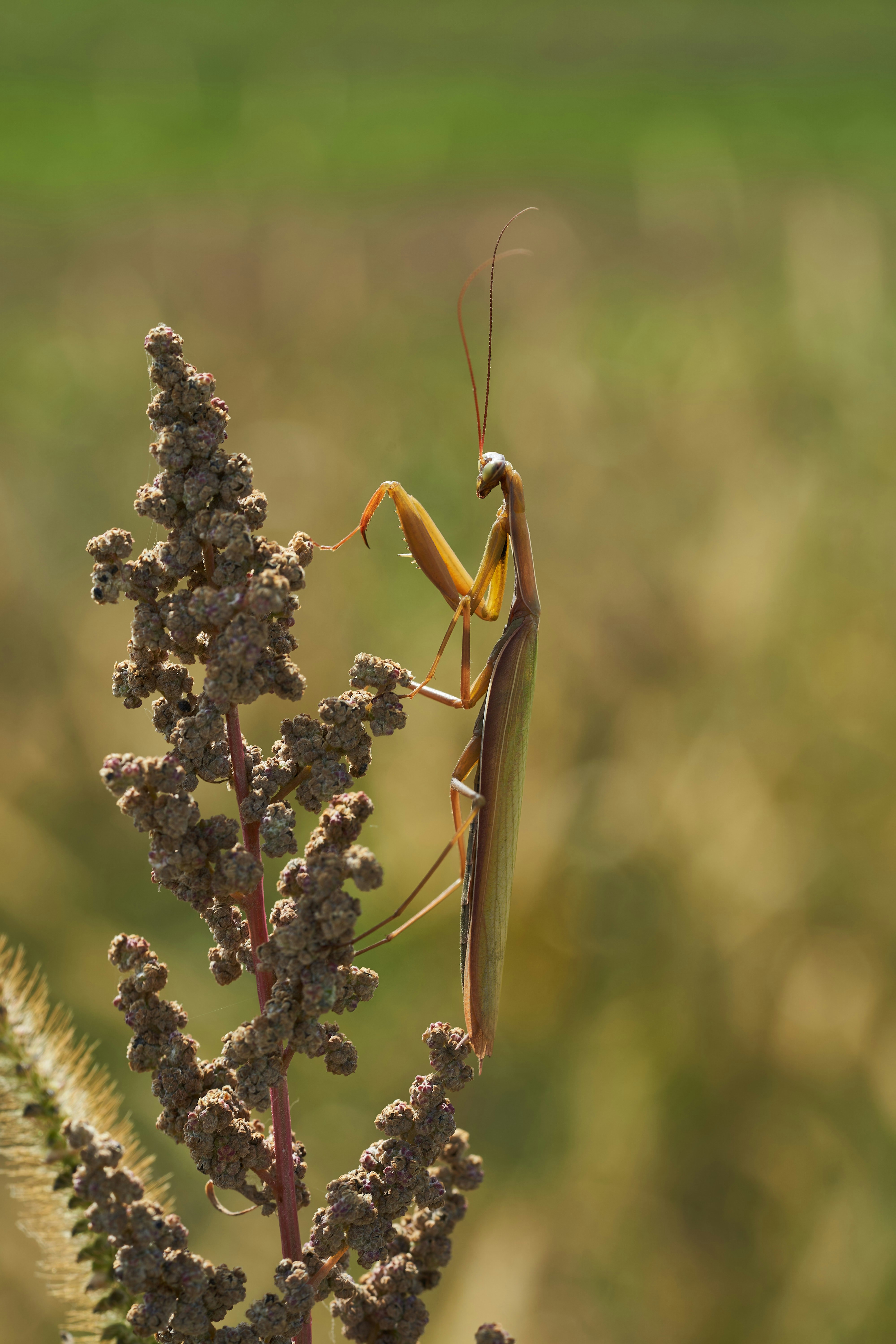 Photo by wolfgang_hasselmann