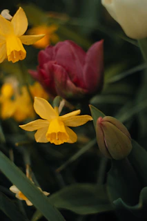 Close-up of a beautifully arranged flower bed featuring colorful tulips and daffodils.