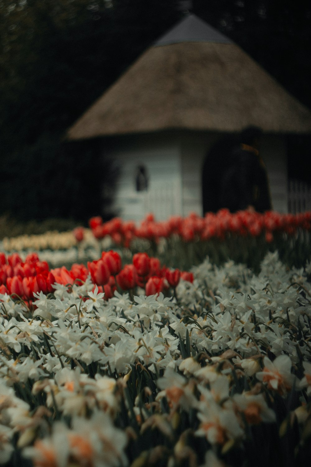 a field of flowers with a house in the background