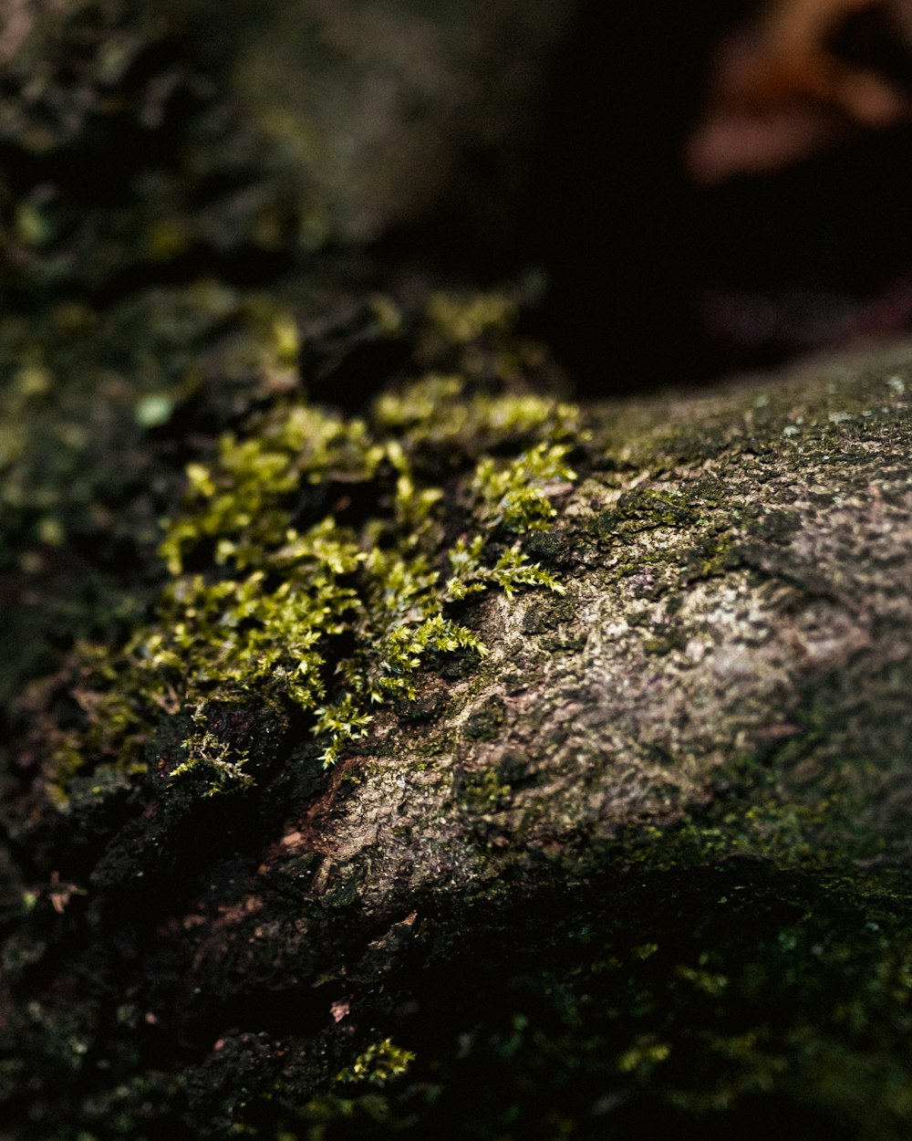 a close up of moss growing on a rock