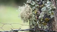 a tree with moss growing on it behind a barbed wire fence