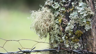 a tree with moss growing on it behind a barbed wire fence