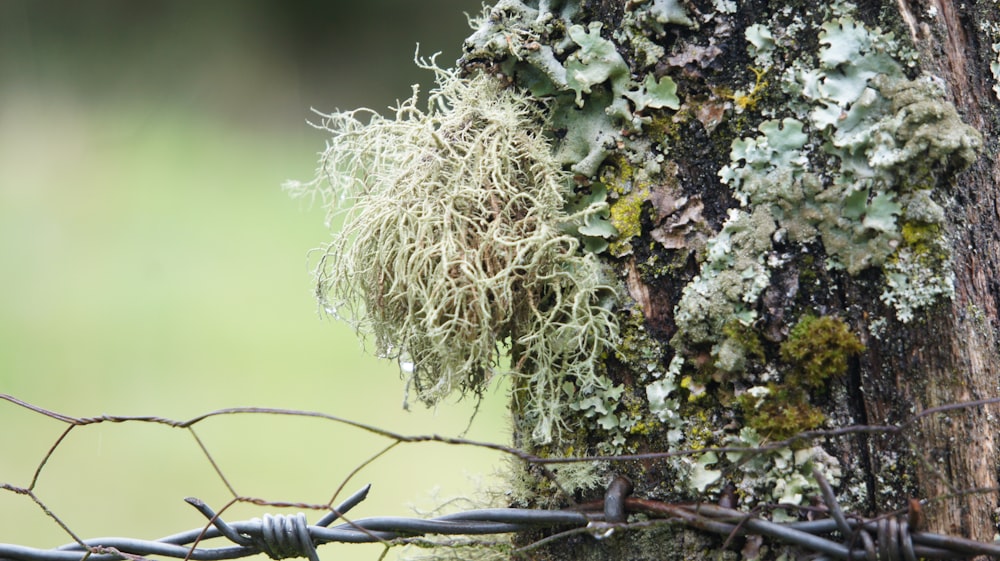 Un árbol con musgo creciendo detrás de una cerca de alambre de púas