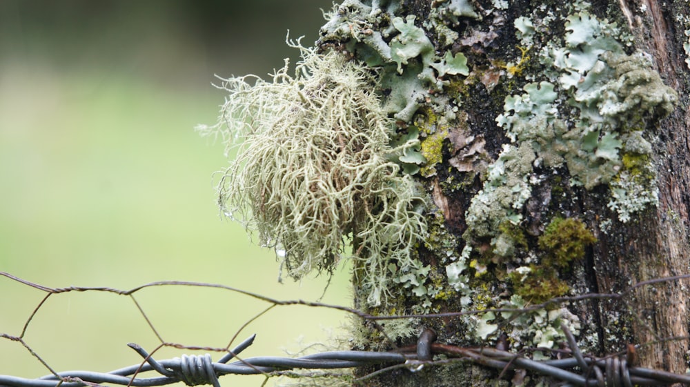 a tree with moss growing on it behind a barbed wire fence