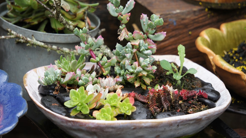 una ciotola di piante grasse su un tavolo