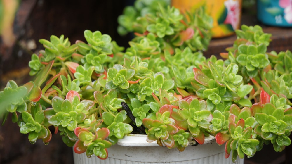 a close up of a potted plant with green and red leaves