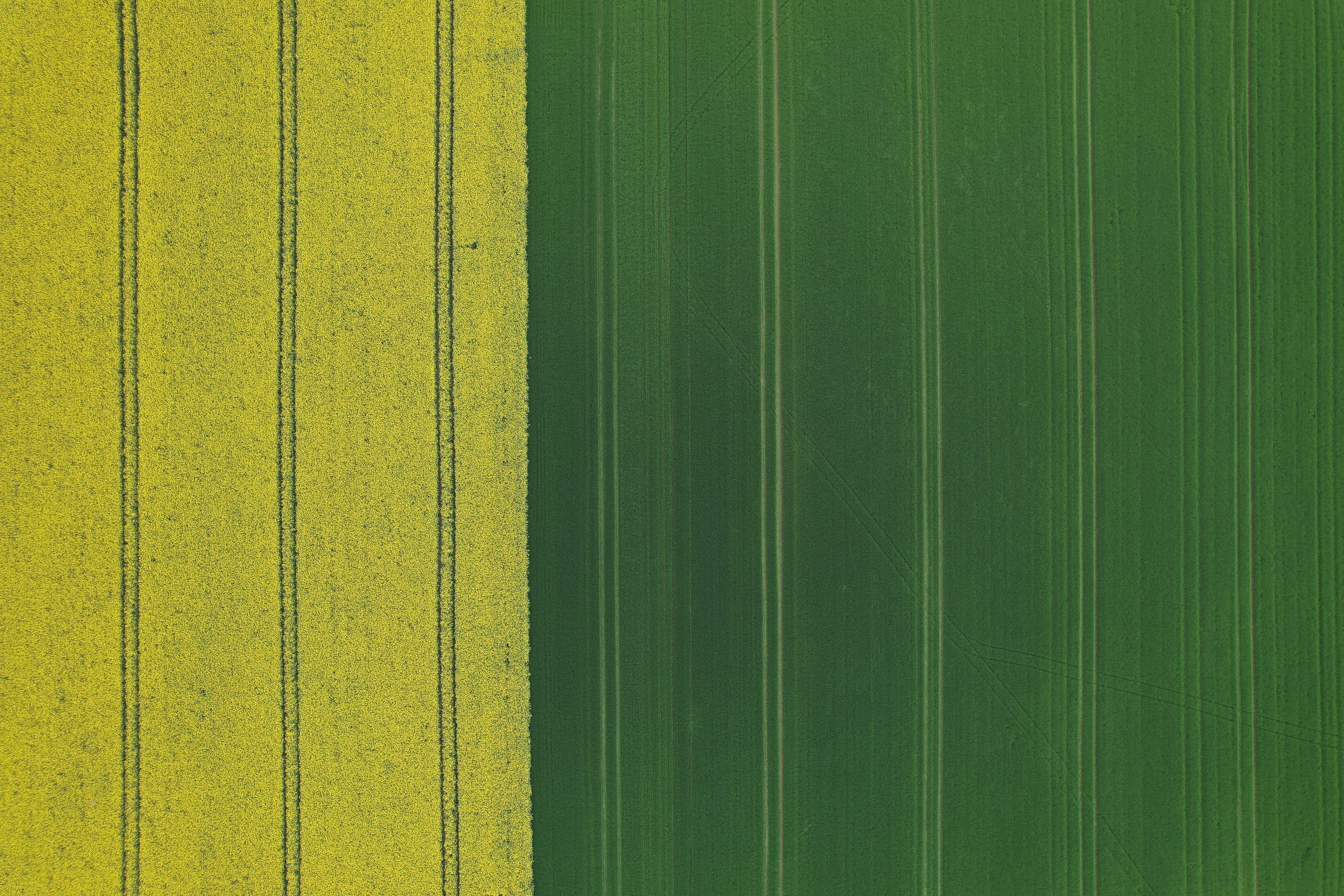 Green and yellow field