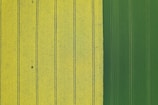 An aerial view of an agricultural field divided into two distinct sections. On the left, wide yellow stripes marked by dark green lines create a pattern across the field. On the right, there is a consistent, rich green section that contrasts with the yellow area.