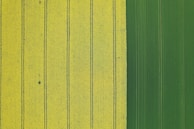 An aerial view of an agricultural field divided into two distinct sections. On the left, wide yellow stripes marked by dark green lines create a pattern across the field. On the right, there is a consistent, rich green section that contrasts with the yellow area.