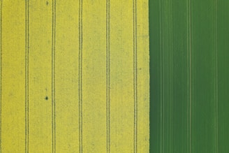 An aerial view of an agricultural field divided into two distinct sections. On the left, wide yellow stripes marked by dark green lines create a pattern across the field. On the right, there is a consistent, rich green section that contrasts with the yellow area.