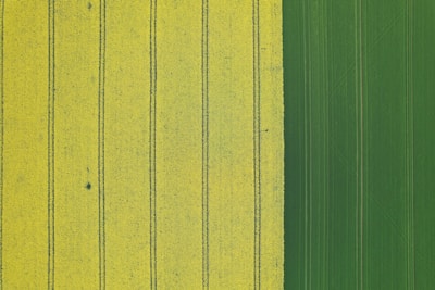 An aerial view of an agricultural field divided into two distinct sections. On the left, wide yellow stripes marked by dark green lines create a pattern across the field. On the right, there is a consistent, rich green section that contrasts with the yellow area.