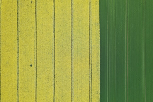 An aerial view of an agricultural field divided into two distinct sections. On the left, wide yellow stripes marked by dark green lines create a pattern across the field. On the right, there is a consistent, rich green section that contrasts with the yellow area.