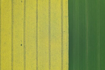 An aerial view of an agricultural field divided into two distinct sections. On the left, wide yellow stripes marked by dark green lines create a pattern across the field. On the right, there is a consistent, rich green section that contrasts with the yellow area.