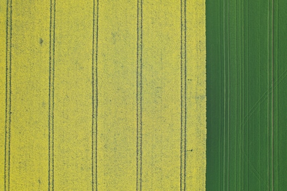 Aerial view of agricultural fields with distinct parallel strips of yellow and green, indicating different crops or stages of growth. The yellow section has visible tractor lines, suggesting cultivated land.