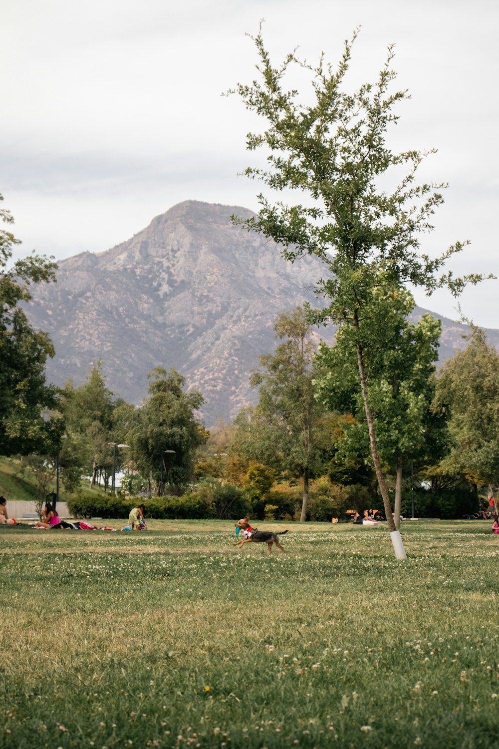 a group of people in a field with a mountain in the background