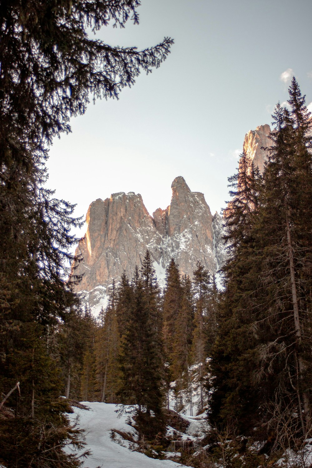 a snow covered forest with a mountain in the background